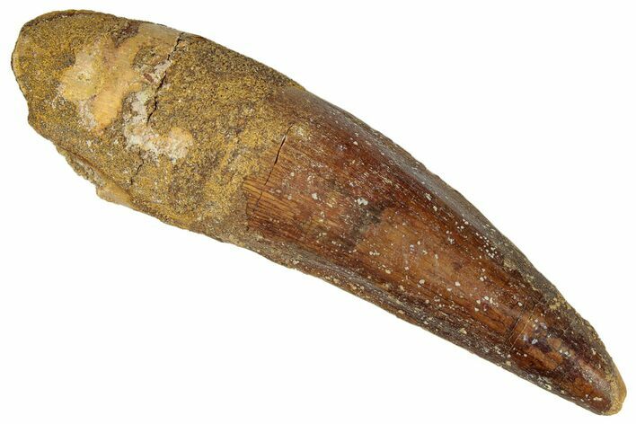 Fossil Spinosaurus Tooth - Real Dinosaur Tooth #305617